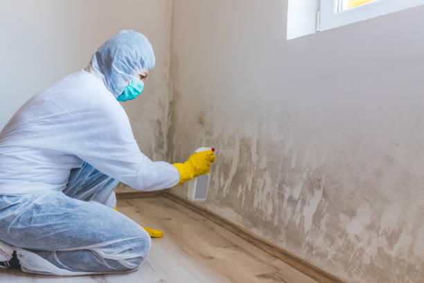 Licensed Basement Mold Remediation service in Decatur, MI - Car Mold Remediation